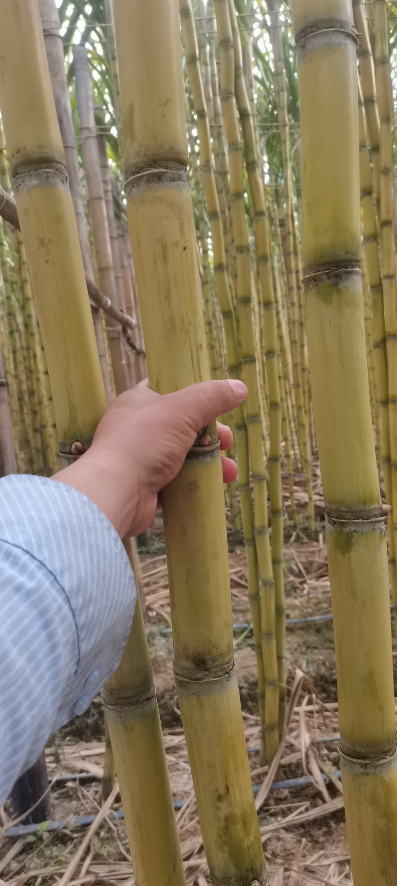 云南黄金甘蔗。