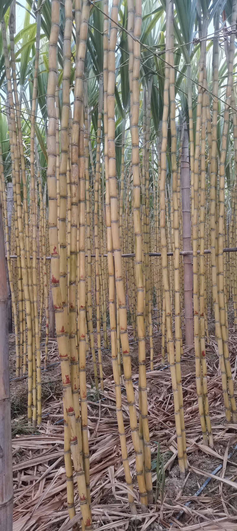 云南黄金甘蔗。