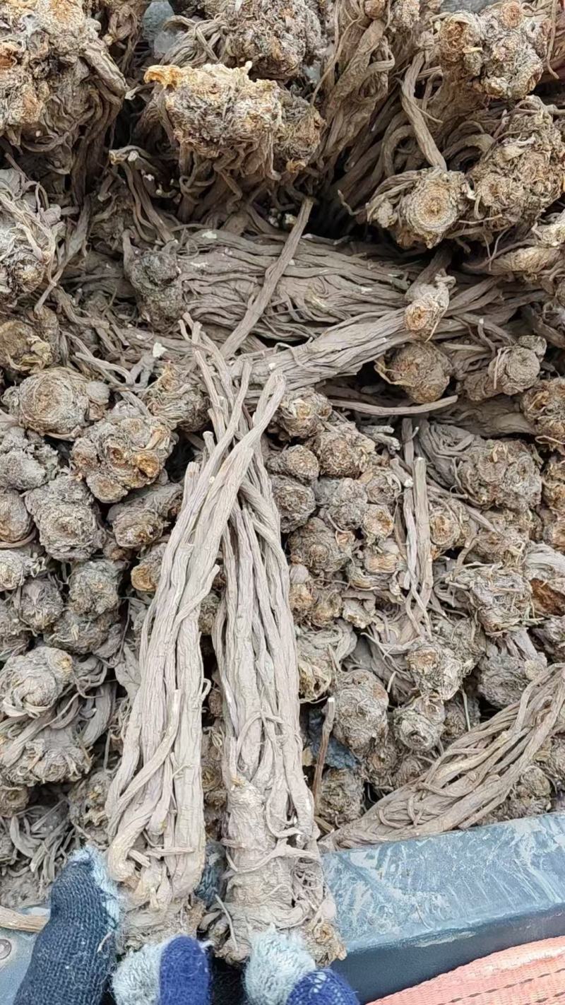甘肃独活产地直发货源充足可视频看货欢迎致电