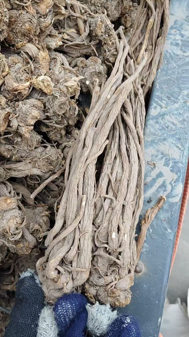 甘肃独活产地直发货源充足可视频看货欢迎致电