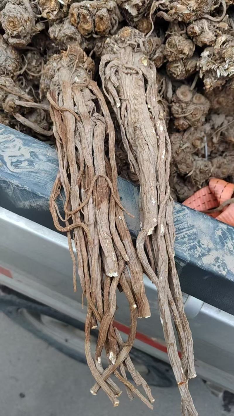 甘肃独活产地直发货源充足可视频看货欢迎致电