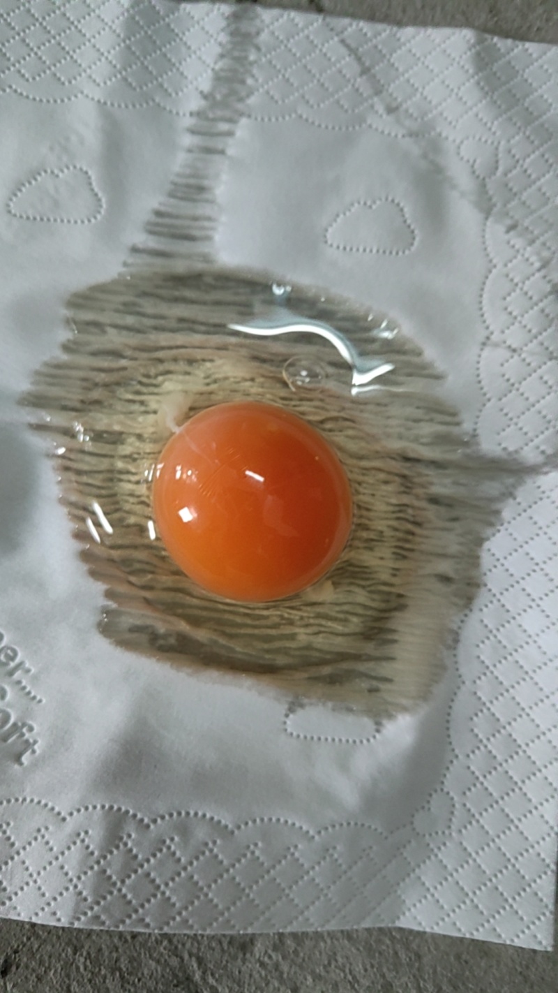 精品各码白凤，黑凤，大午，罗曼系列