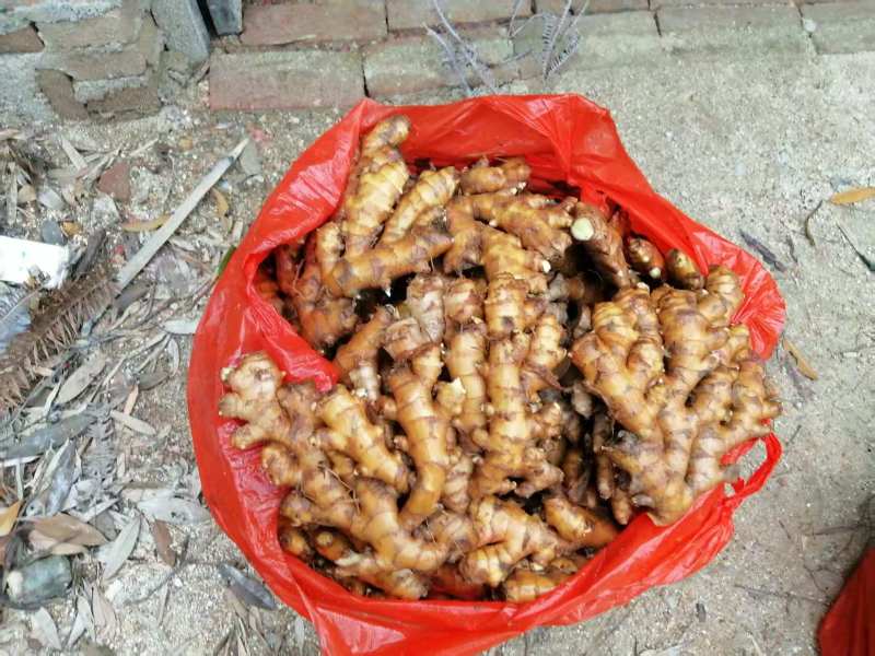 精品地窖生姜小黄姜自产自销量大从优