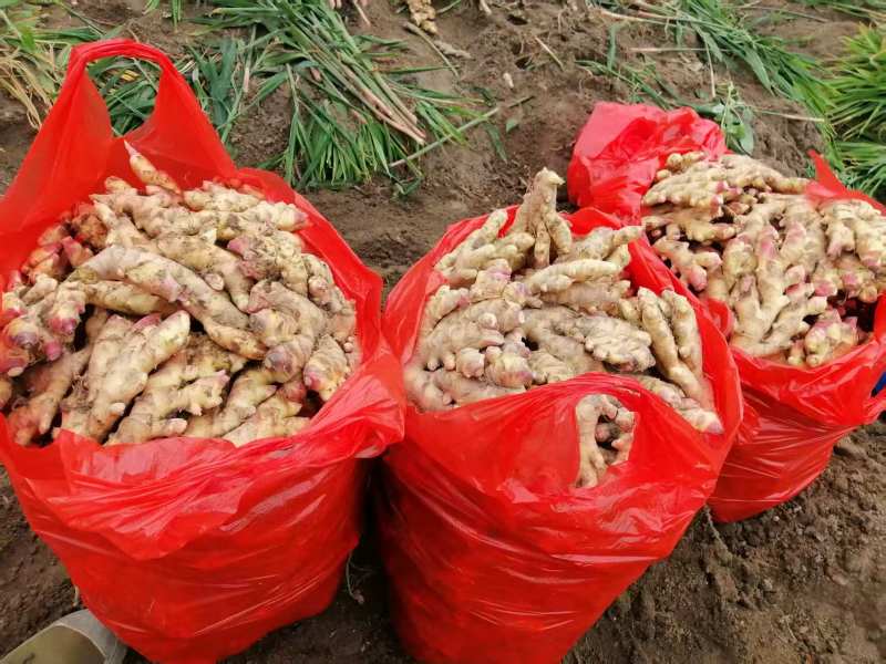 精品地窖生姜小黄姜自产自销量大从优