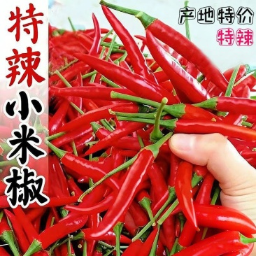 丰县精品红辣椒美人椒艳红红金塔欢迎王大采购商积极采购联系