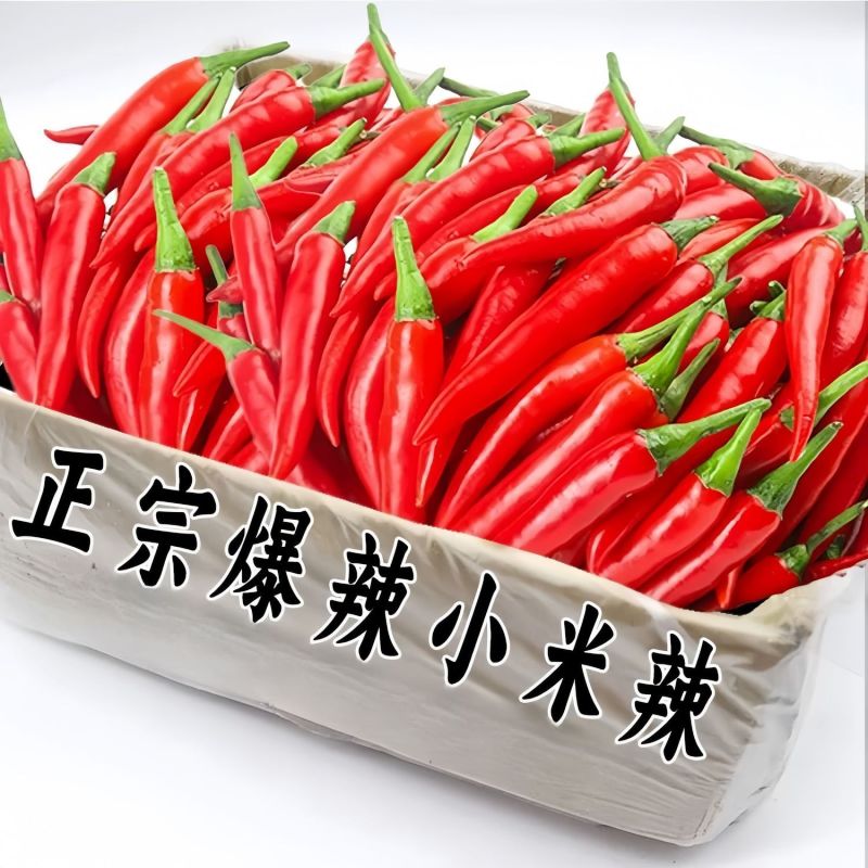 丰县精品红辣椒美人椒艳红红金塔欢迎王大采购商积极采购联系