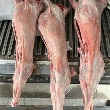 直条烤全羊10到25斤整羊烧烤手抓羊肉清炖羊肉