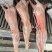 直条烤全羊10到25斤整羊烧烤手抓羊肉清炖羊肉