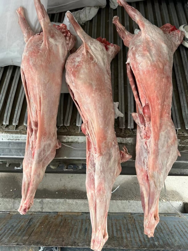 直条烤全羊10到25斤整羊烧烤手抓羊肉清炖羊肉
