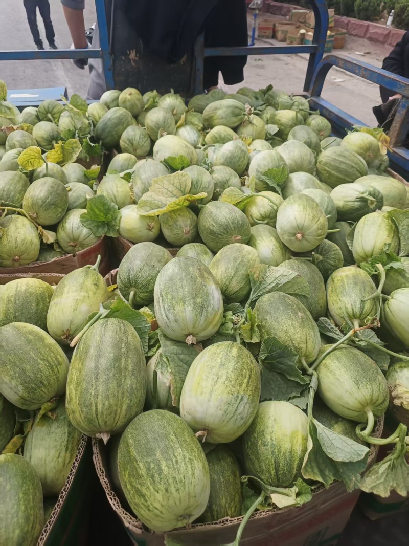 临沂费县甜如蜜金冠甜瓜电商团购市场货渠大量供应一件代发