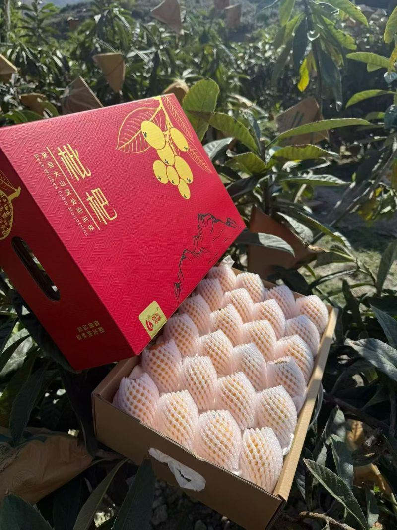 米易枇杷
