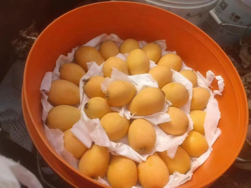 米易枇杷