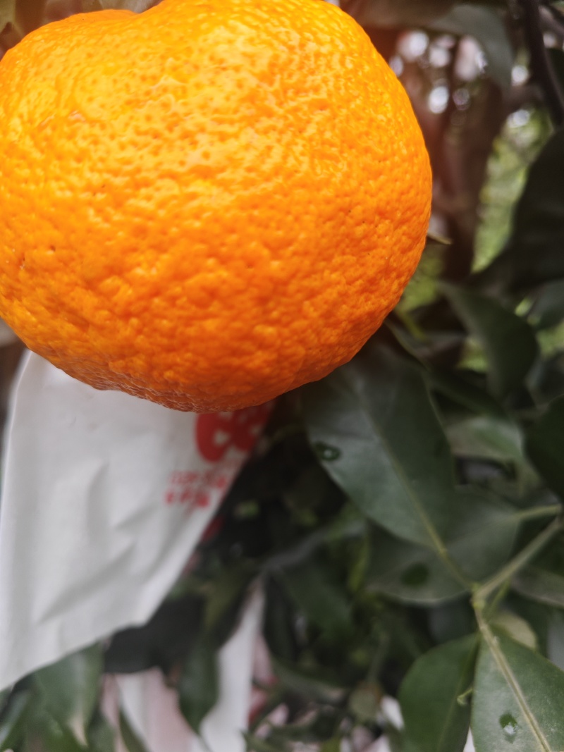 明日见，纯甜，皮薄，色艳