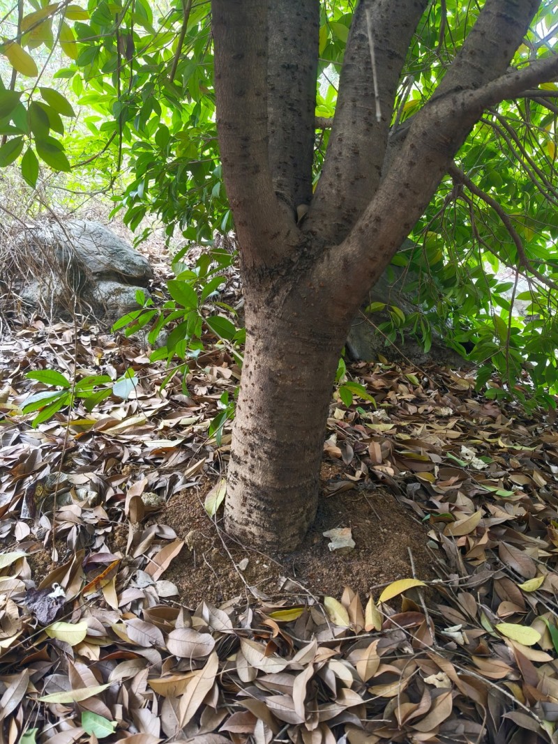 八月桂花树，产地直发一手货源大量有货量大价优。