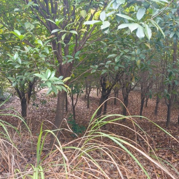 八月桂花树，产地直发一手货源大量有货量大价优。