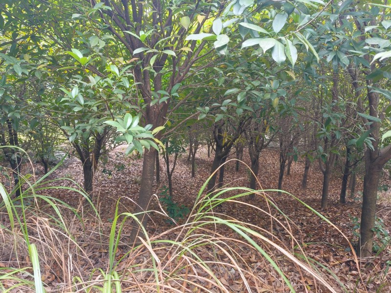 八月桂花树，产地直发一手货源大量有货量大价优。