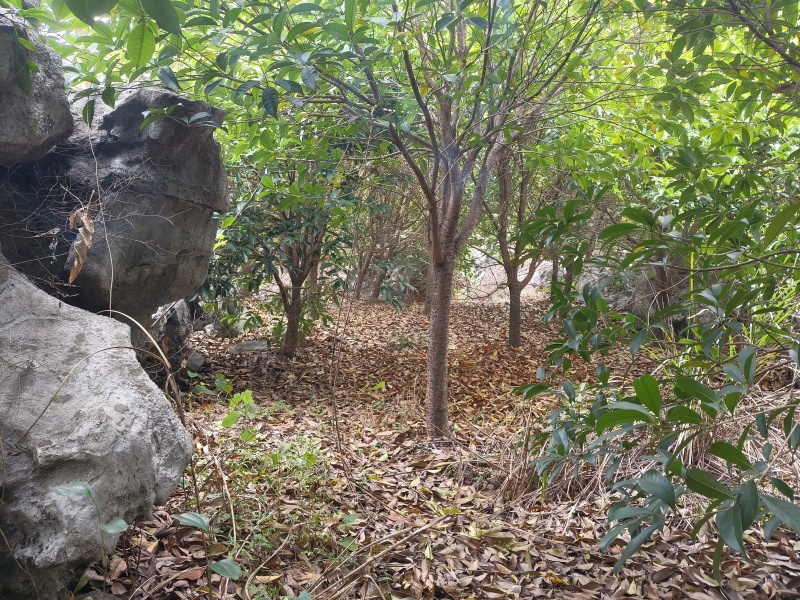 八月桂花树，产地直发一手货源大量有货量大价优。