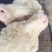 【牛头】牛头宴专用火烧牛头，里外清洗干净，规格齐全