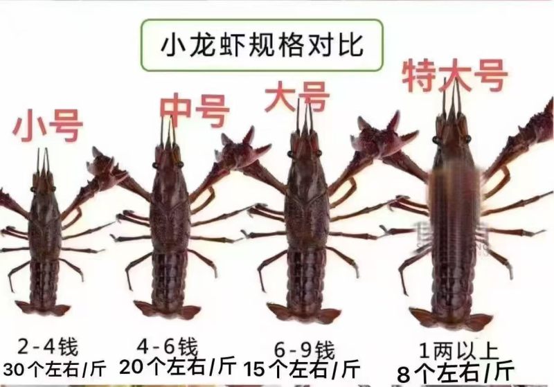 潜江小龙虾肉质饱满底板干净规格齐全清水精养克氏原鳌虾
