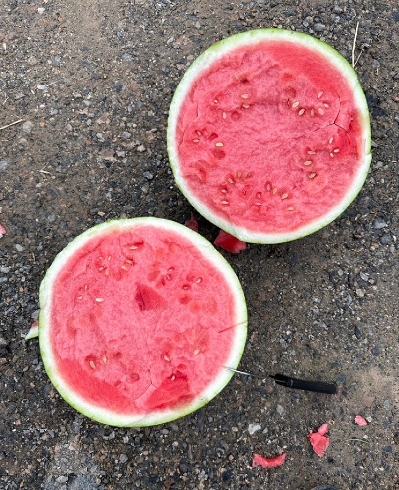 无籽美都，河南夏邑产地直发，大量出货，诚信经营