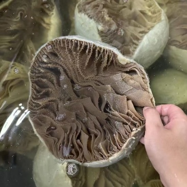 黑毛肚，整个，半个都有货，