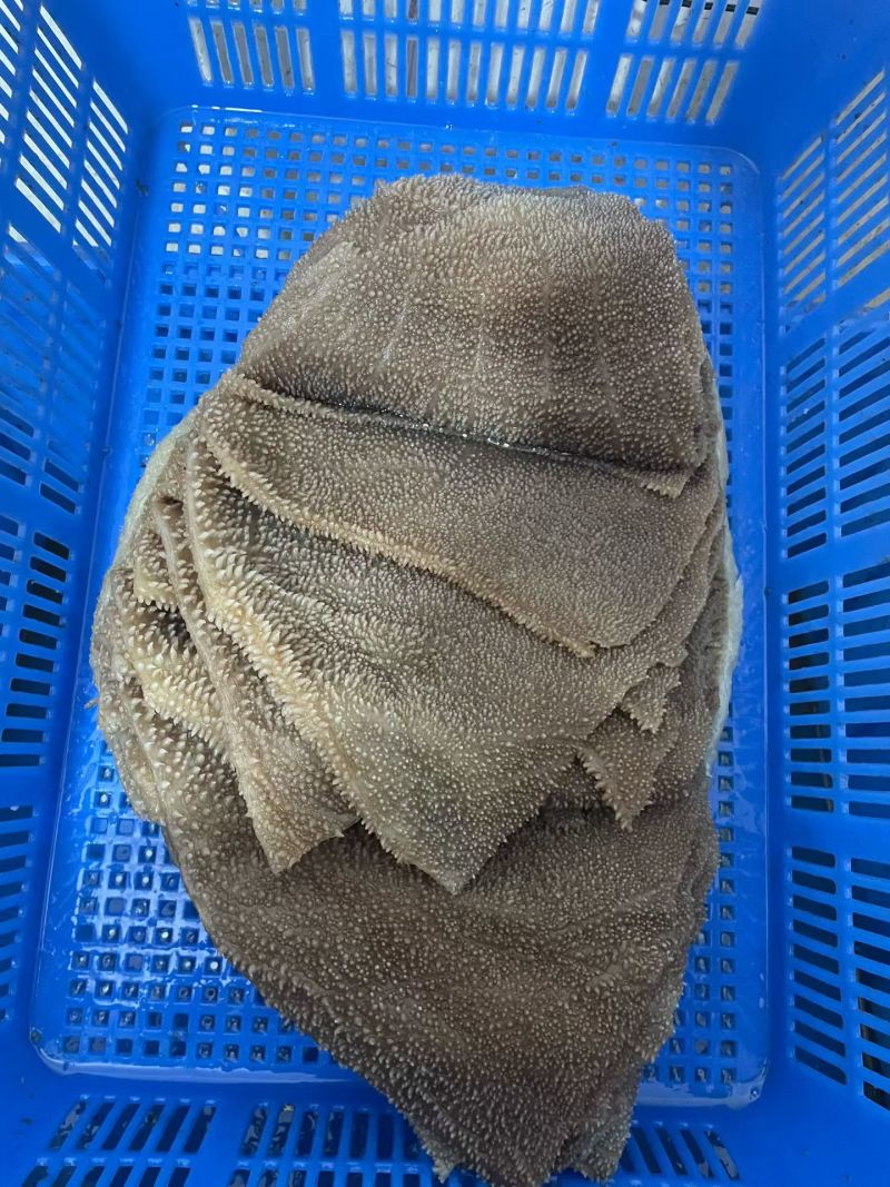 黑毛肚，整个，半个都有货，