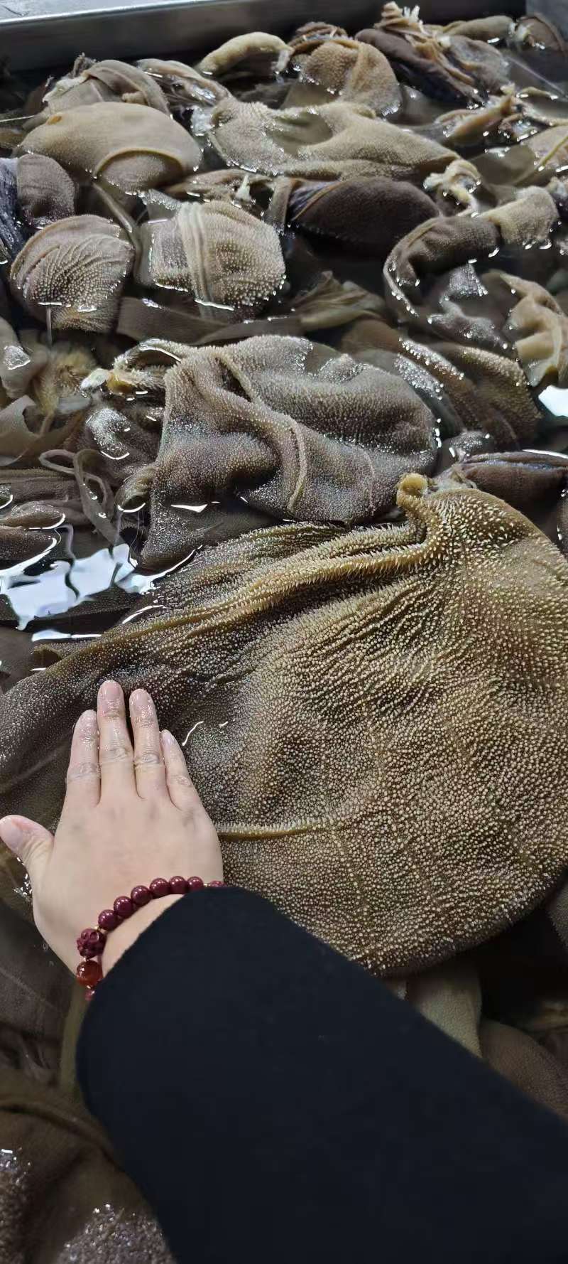 大叶片毛肚
