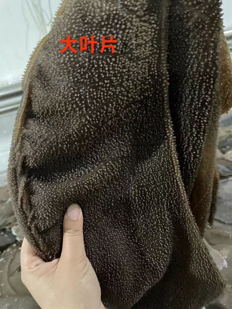 大叶片毛肚