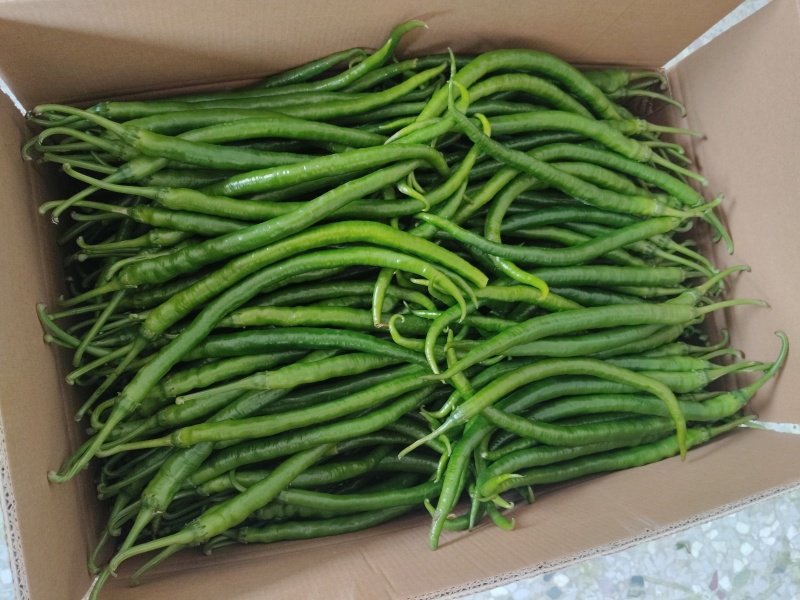 精品八号椒大量上市量大……