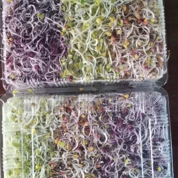 炫彩萝卜芽200克/盒产地直发量大从优欢迎来电