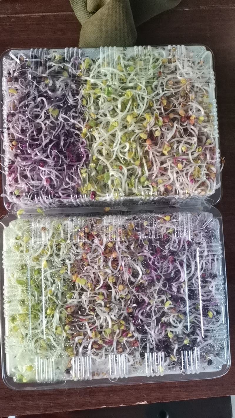 炫彩萝卜芽200克/盒产地直发量大从优欢迎来电