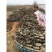莲藕种苗高产种苗大量供应湖藕种苗田藕种苗全国发货