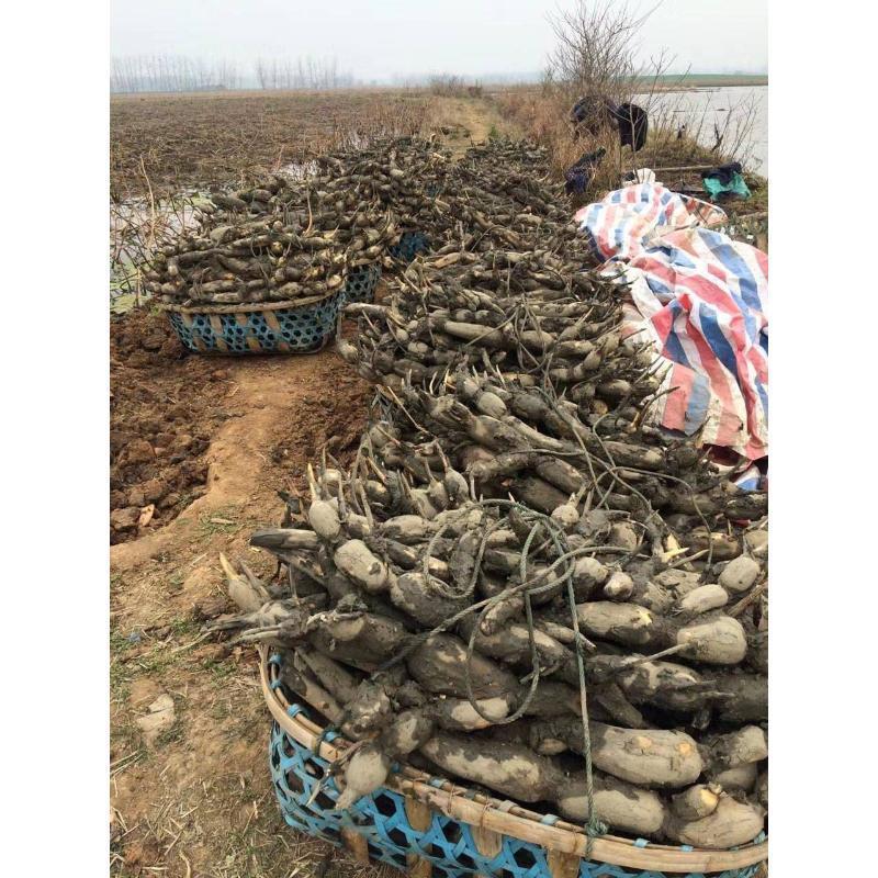 莲藕种苗高产种苗大量供应湖藕种苗田藕种苗全国发货