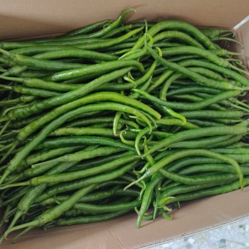 精品八号椒大量上市量大……
