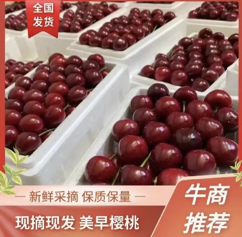 【实力商家】产地直发【保质保量】货源充足【香甜可口】樱桃