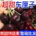 【实力商家】产地直发【保质保量】货源充足【香甜可口】樱桃