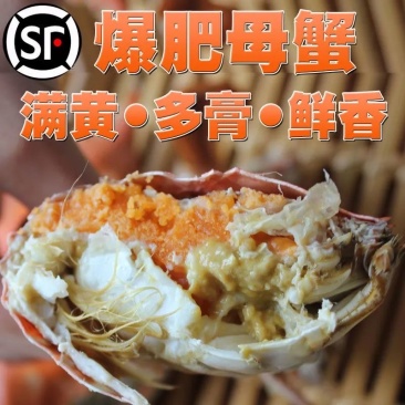 红膏梭子蟹