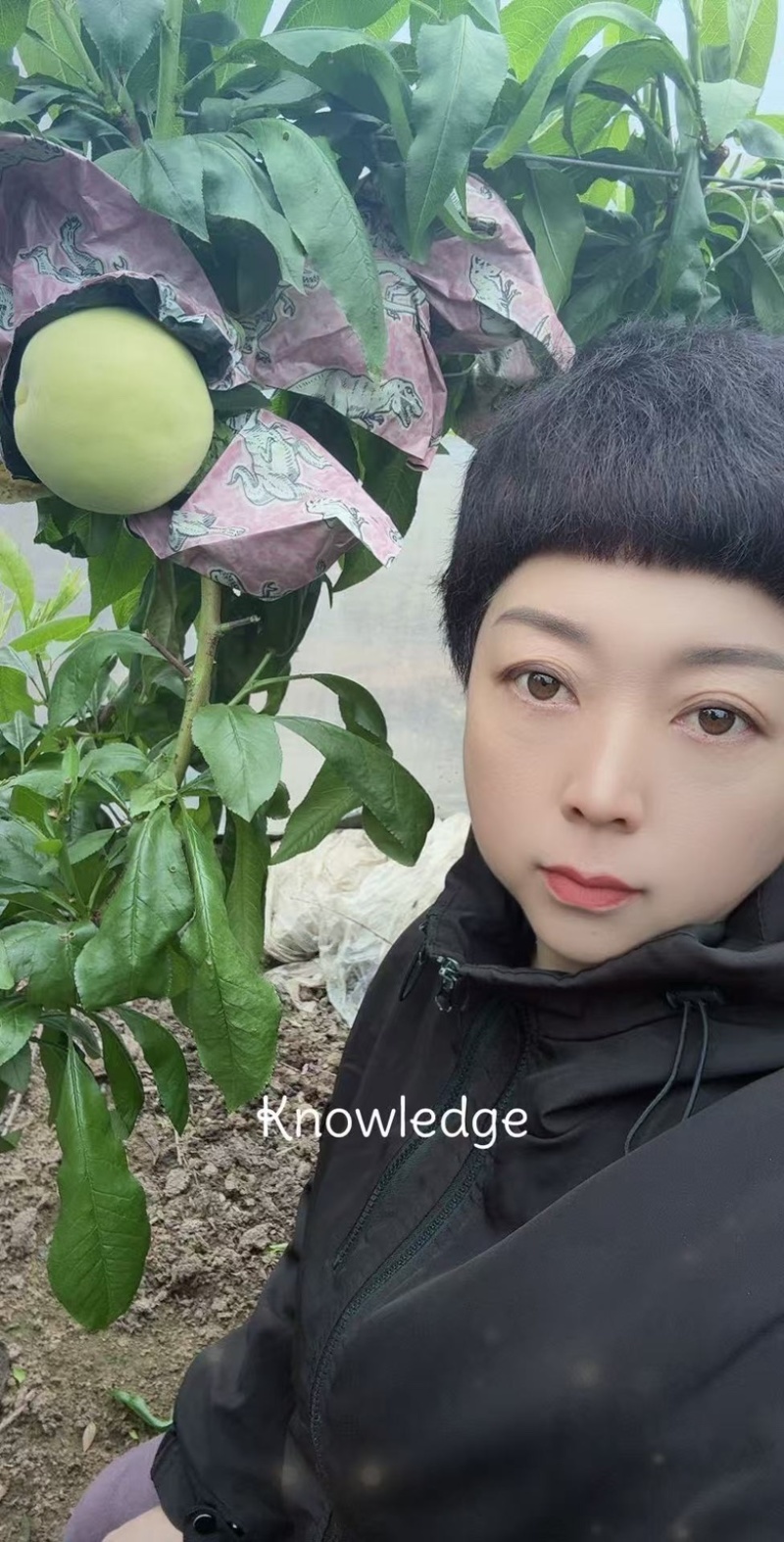 白凤白桃产地直供对接全国大量有货保质保量