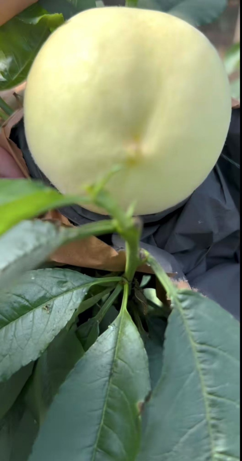 白凤白桃产地直供对接全国大量有货保质保量