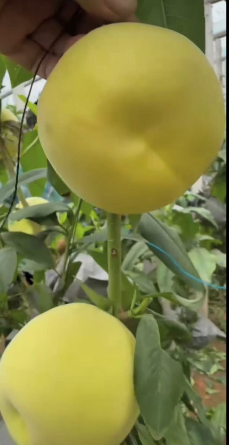白凤白桃产地直供对接全国大量有货保质保量