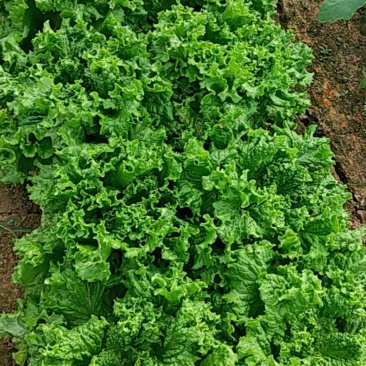 生菜