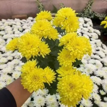 清明专用菊花，黄白菊种植