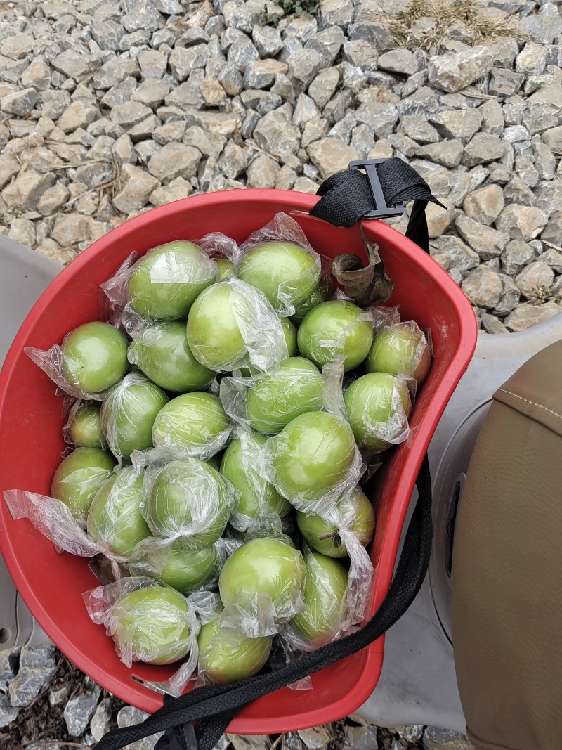 青枣