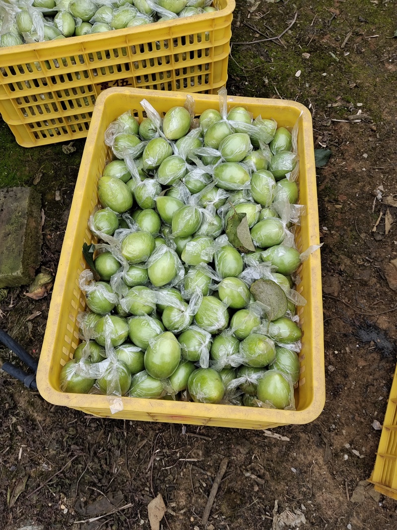 青枣