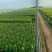 清明专用菊花，黄白菊种植