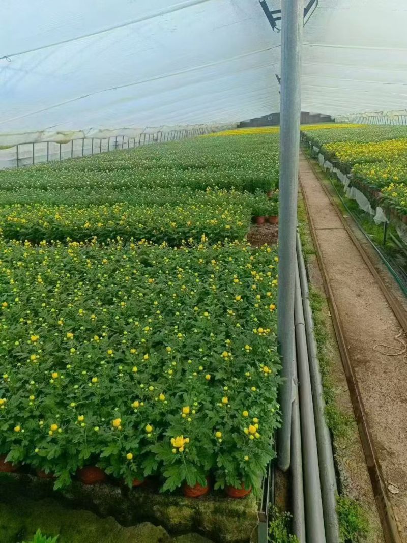 清明专用菊花，黄白菊种植