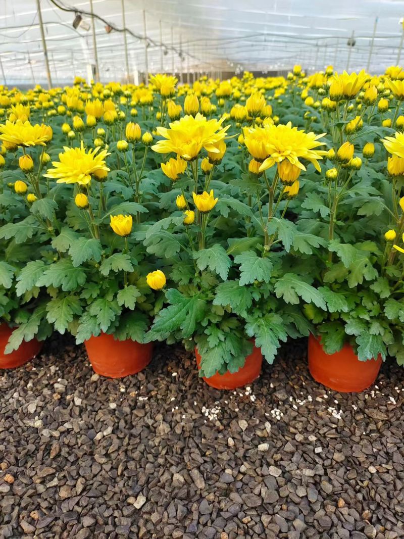 清明专用菊花，黄白菊种植