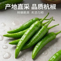 精品杭椒今日特价早上采摘下午发货适合店超市场品质有保障