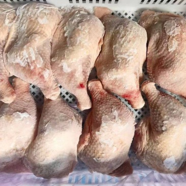 二级种鸡排腿