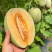 甘肃哈密瓜（晓蜜25哈密瓜）直播电商市场商超批发